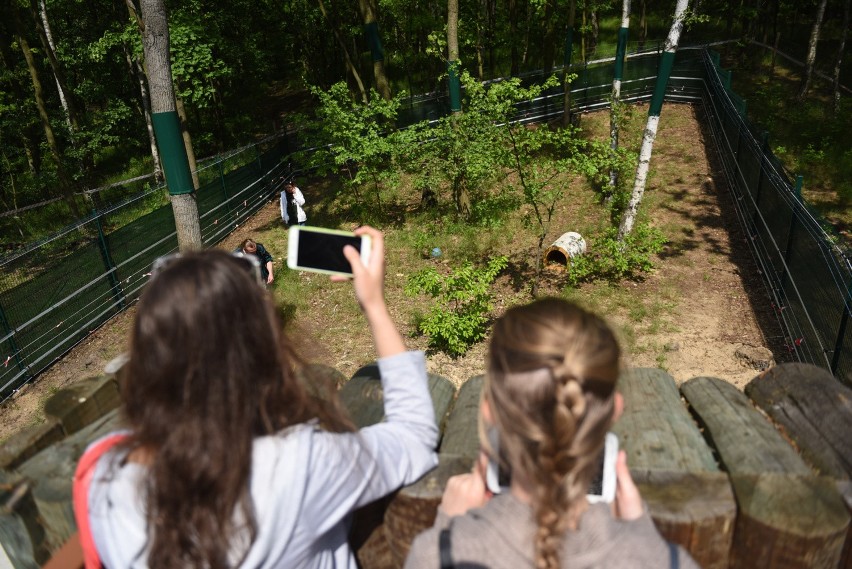 Zoo może mieć problemy m.in. przez niedźwiedzicę Cisnę i...