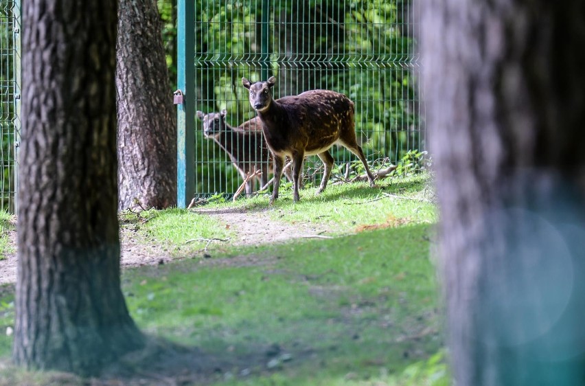 Gdański Ogród Zoologiczny. Zobacz wyjątkowe zdjęcia z zoo w...