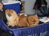 Najwspanialsze  psy na wystawie w Myszkowie 