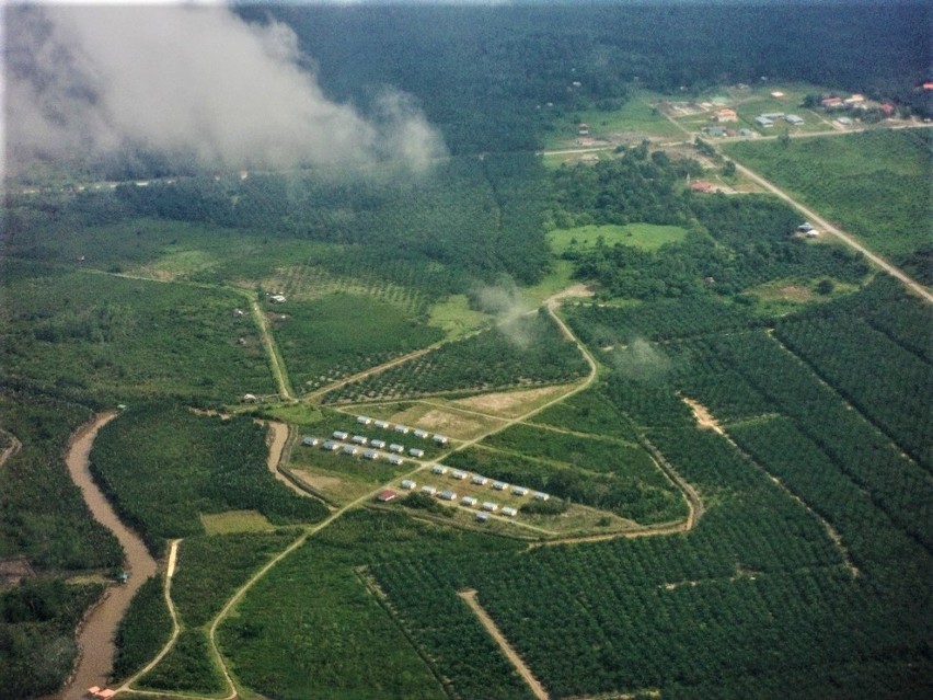 Produkcja oleju palmowego niszczy lasy tropikalne w Azji...