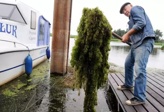 Zielsko zapycha port w Cigacicach- Jeśli są wiatry zachodnie to po prostu wpychają całe to płynące zielsko do portu - demonstruje Roman Włoch   