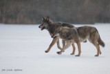 W Lubuskiem coraz częściej są widziane wilki. Przychodzą nawet blisko gospodarstw. Co robić, gdy na swojej drodze spotkamy wilka?
