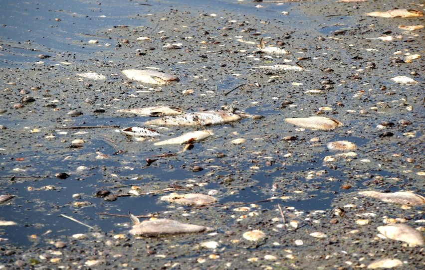 Czym są złote algi i jakie zagrożenia stwarzają? Czy to te mikroorganizmy są przyczyną katastrofy ekologicznej w Odrze?