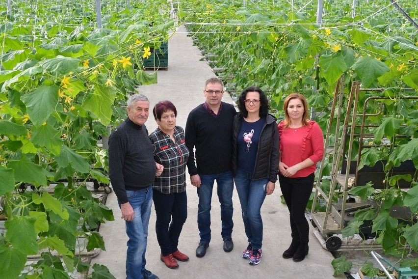 Rodzina Florków ze Służowa koło Buska zadziwia wyjątkową technologią produkcji pomidorów. Metody są "kosmiczne"