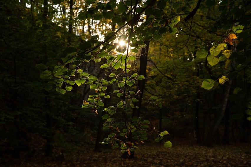 Park Bednarskiego ma być remontowany ponad rok, a w tym...