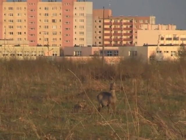 Sarny podchodzą coraz bliżej osiedla. 