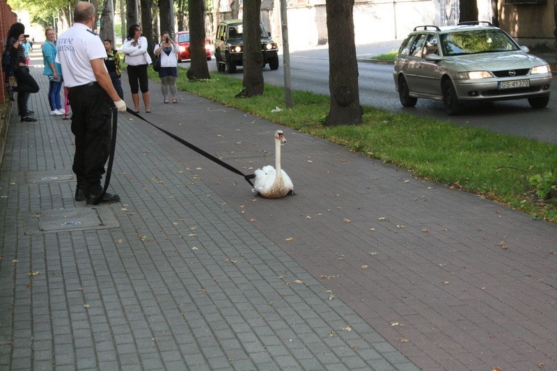 Zagubiony łabędź na ul. Kozietulskiego w Słupsku...