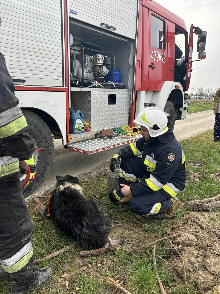 W Trzebiesławicach strażacy uratowali psa, który utknął w błocie