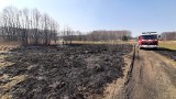 Plaga pożarów traw w Radomiu i powiecie. Strażacy interweniują nawet 50 razy w ciągu doby