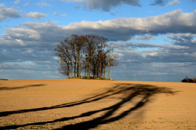 Oto najpiękniejsze - zdaniem jury - zdjęcie wykonane w kwietniu. Miejsce - Kotomierz. Fotografia przedstawia kępę drzew w zachodzącym słońcu