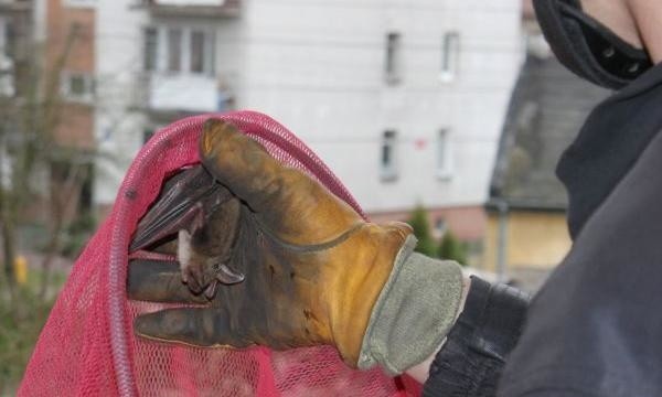 W leśnych budkach w okolicach Słupska urodzą się nietoperze.