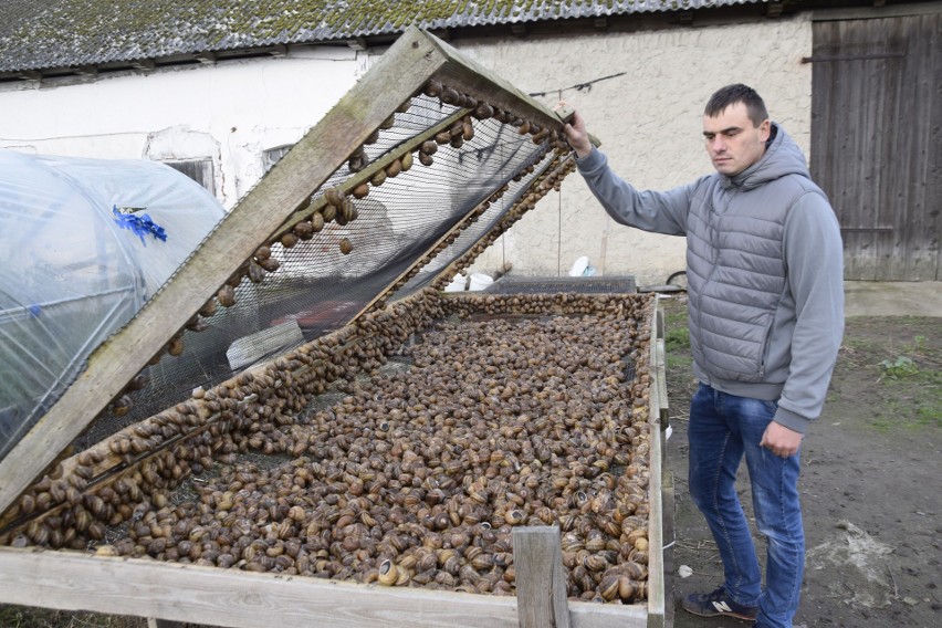 Ślimaki są myte, bo produkują dużo odchodów.