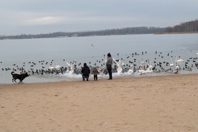 Szukamy wiosny w Dąbrowie Górniczej: Park Zielona i Pogoria III