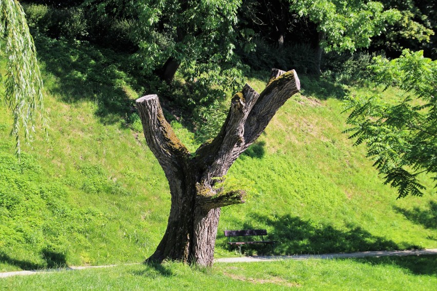 Drzewo w zamojskim Parku Miejskim. Można go zobaczyć przy...