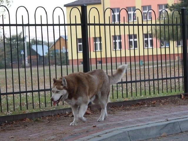 Biegające po ulicach psy są ogromnym problemem. Na zdjęciu pies wałęsający się po ulicy Szkolnej w Rudniku nad Sanem.