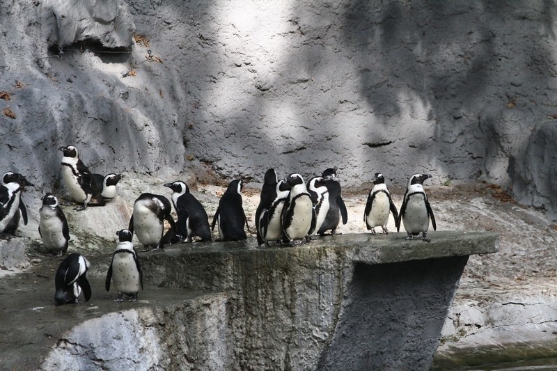 Pingwiny są przyzwyczajone do niskiej temperatury.