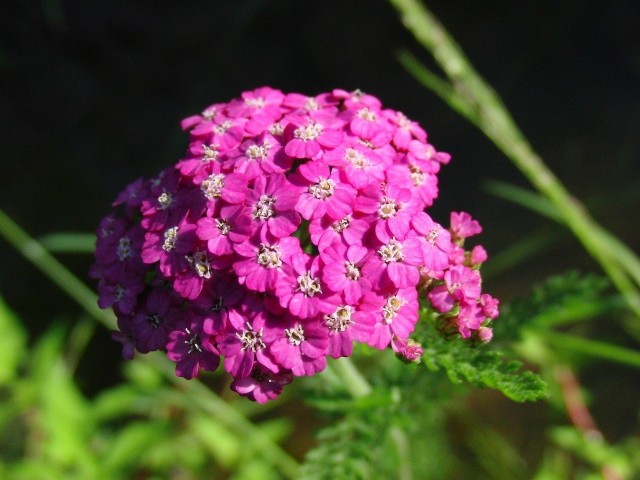 Krwawniki mają wiele ozdobnych odmian o kolorowych kwiatach. To odporne i mało wymagające, wieloletnie rośliny.