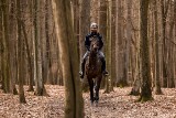 Nowy koń w miejskiej służbie - to piękny gniady wałach rasy małopolskiej ZDJĘCIA 