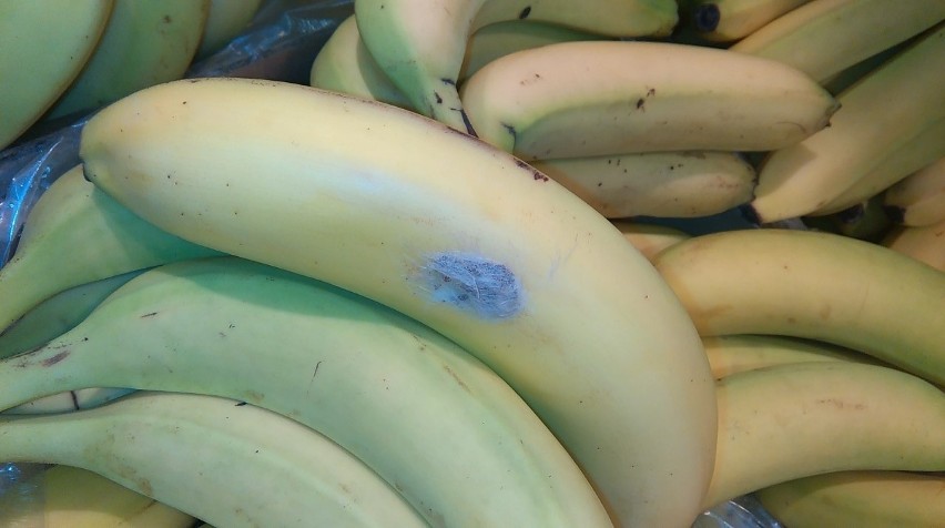 Groźny pająk w bananach w Lidlu? Owoce wysłano do ekspertyzy