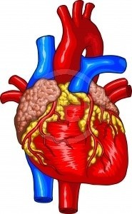 Angioplastyka wieńcowa stała się obecnie podstawową metodą leczenia chorych z zawałem serca.