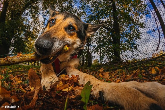 Symbol to jeden z psów oczekujących na adopcję w schronisku przy ulicy Bukowskiej. Jest psem wpatrzonym w człowieka. Ładnie wykonuje podstawowe komendy. Uwielbia aportowanie. Na spacerze zawsze wyszukuje patyków aby mieć co aportować. Symbol ma 12 lat, jest wykastrowany, zaszczepiony oraz zaczipowany. Szuka domu: spokojnego, bez innych zwierząt domowych.