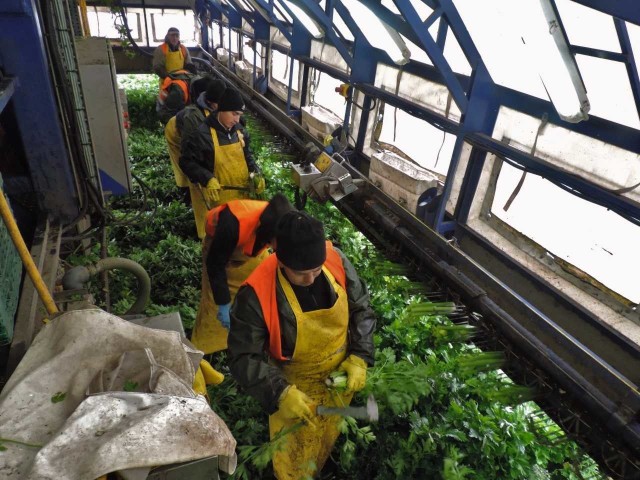 Spółka Agros z Cieślina w powiecie inowrocławskim (producent  warzyw)  przyjmuje w każdym sezonie co najmniej 200 obywateli Ukrainy.  Nie wybrzydzają i nie narzekają, że jest ciężko