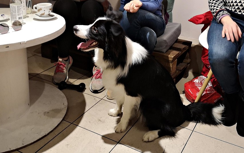 Kraków. Zjazd Border collie w krakowskiej Psikawce [ZDJĘCIA]