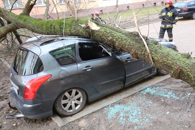 W czasie wichury należy uważać m.in. na to gdzie parkujemy samochód. Silny wiatr może łamać gałęzie, a nawet wyrywać całe drzewa.