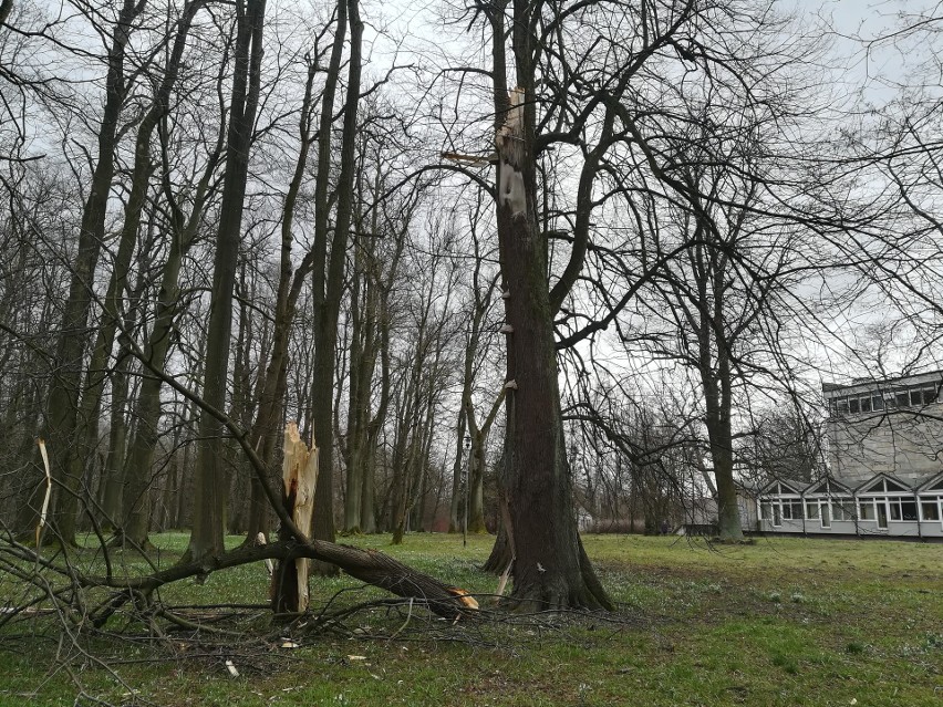 Przewrócone i połamane drzewa – to krajobraz znacznej części...