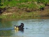 Skoczył z mostu Hubala do rzeki Narew. Prokuratura w Łomży bada czy ktoś pomagał lub namawiał