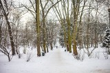 Kraków. Park Bednarskiego w zimowej scenerii. Ostatnie takie widoki, park wkrótce zostanie zamknięty na 1,5 roku