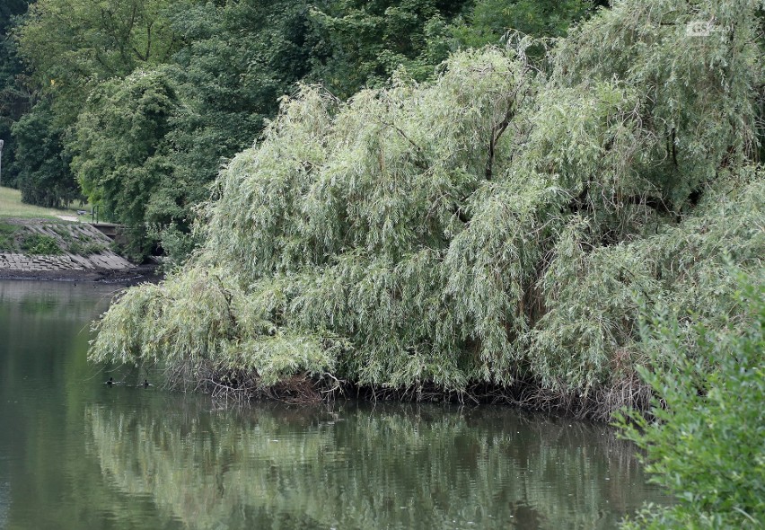 Rusałka. To mogło być najpiękniejsze miejsce w Szczecinie. Zobacz jak wygląda teraz      