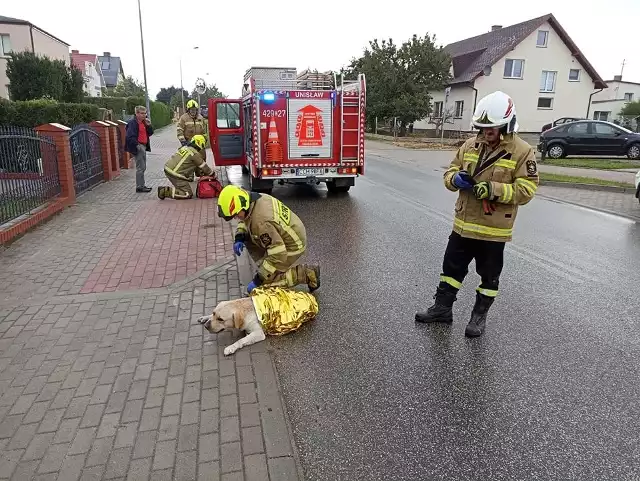 Pies wbiegł wprost pod koła samochodu przy ul. Szerokiej w Unisławiu