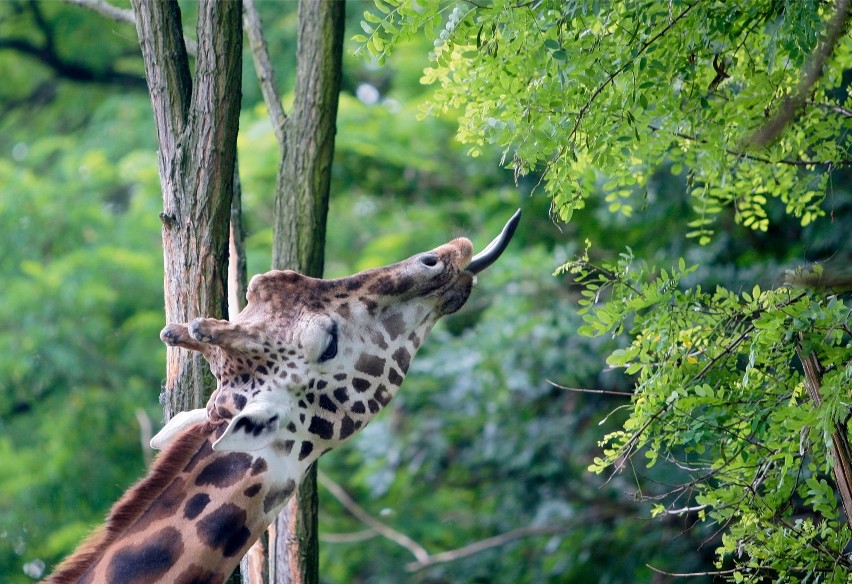 Najbardziej prawdopodobna data ponownego otwarcia zoo w...