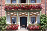 Jak dobrze znasz kwiaty balkonowe? Sprawdź się w naszym quizie!