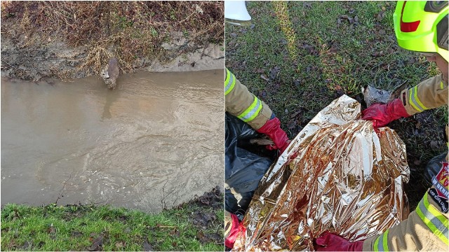 Sarna utknęła w błotnistej brei i gałęziach w korycie potoku Niedźwiedź. Pomogli ją wyciągnąć na brzeg strażacy. W akcji uczestniczyły również inne służby