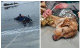 Siemiań Nadrzeczny. Strażacy uratowali psa. Zwierzę znajdowało się w lodowatej wodzie rzeki Narew