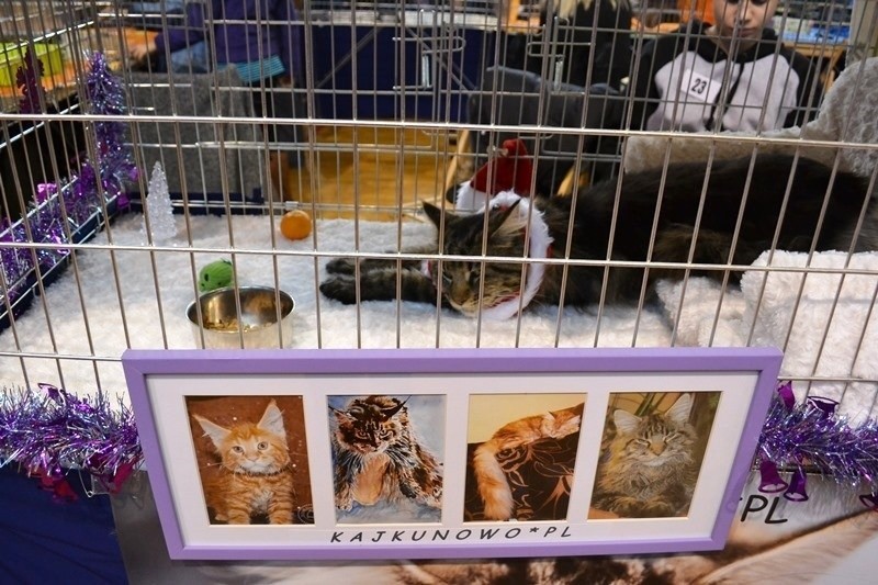 2 Międzynarodowa Wystawa Kotów w Żywcu