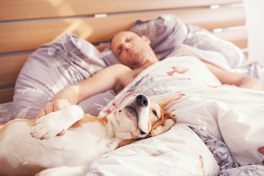 Psy, które lubią podczas snu się przytulać, mogą nas...