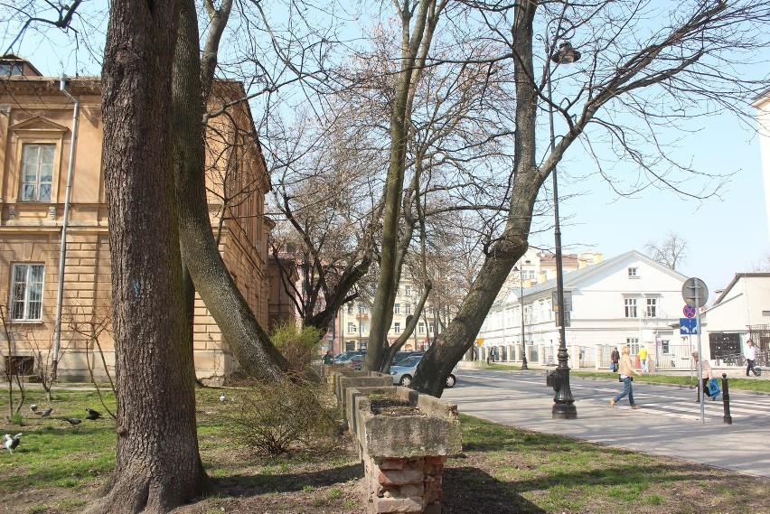 Co ze szpalerem drzew przy ulicy Radziwiłłowskiej? Urzędnicy...