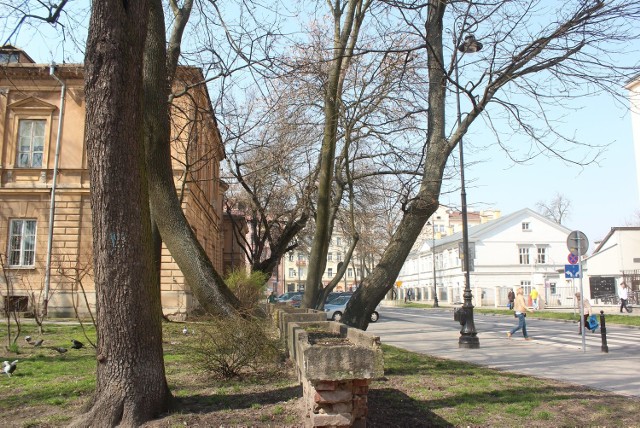 Co ze szpalerem drzew przy ulicy Radziwiłłowskiej? Urzędnicy zastrzegają, że część z nich (na zdjęciu) może być wycięta w trakcie prac.