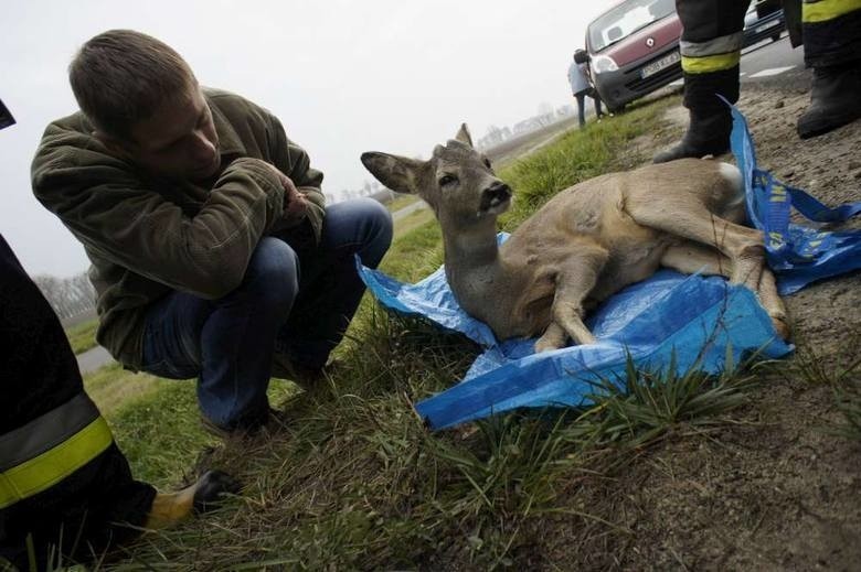 Sarna potrącona na drodze pod Murowaną Gośliną w listopadzie...