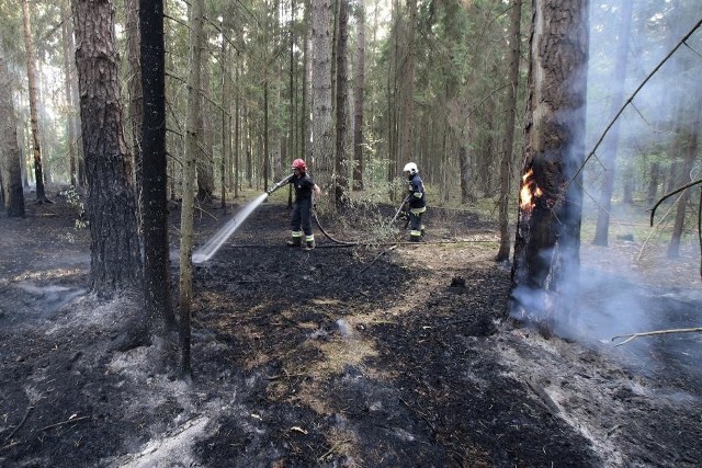 Pożar lasu w Puszczy Białowieskiej