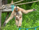 We wrocławskim zoo urodził się gibon [ZDJĘCIA]