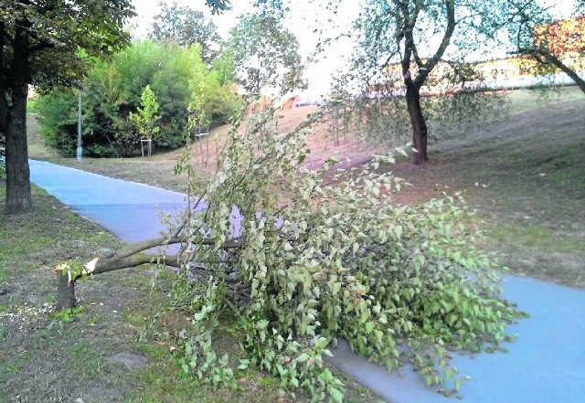 W rejonie ścieżki rowerowej nad Silnicą szalał wandal z maczetą albo siekierą i wycinał drzewa, które potem porzucił.