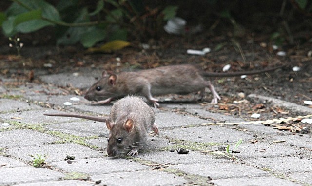 Gdy szczury widać na ulicach, oznacza to, że jest ich bardzo dużo. W Łodzi szczurom sprzyja duża ilość pustostanów i ruder