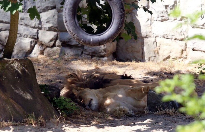 Śląski Ogród Zoologiczny latem jest czynny dłużej. Zobaczcie mieszkańców chorzowskiego zoo GODZINY OTWARCIA