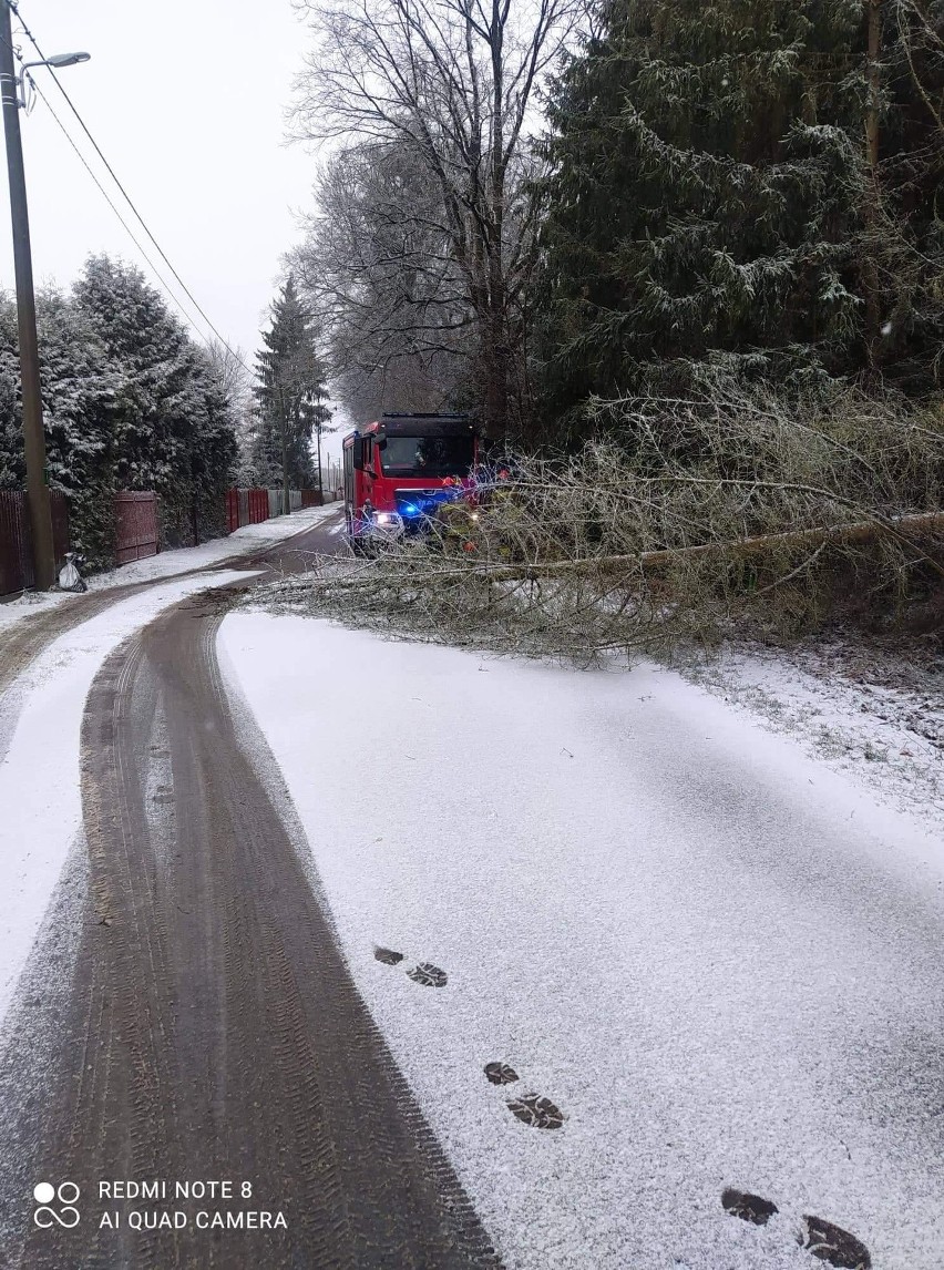 Burza śnieżna w powiecie białobrzeskim. Powalone drzewa, także na S7, zerwane linie energetyczne, uszkodzone dachy