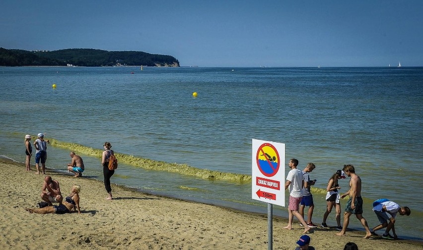 Sinice w Bałtyku. Zawiesina przypomina kożuch pływający po...