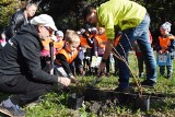 Przed bielską szkołą Klub Gaja z młodzieżą zasadził 100 krzewów ZDJĘCIA